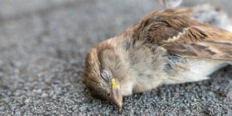 死鳥處理|【小鳥死掉】後院發現小鳥生死不明！專業解答，教你妥善處理